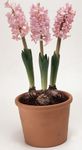 Plantas de Interior Hyacinth Flor planta herbácea, Hyacinthus rosa foto, descrição e cultivo, crescente e características