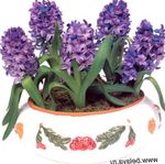 fjólublátt Herbaceous Planta Hyacinth einkenni og mynd