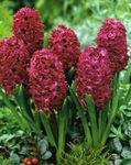 Комнатные Растения Гиацинт Цветок травянистые, Hyacinthus бордовый Фото, описание и выращивание, выращивание и характеристика