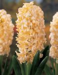 yellow Herbaceous Plant Hyacinth characteristics and Photo