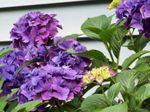 Plantas de Interior Hydrangea, Lacecap Flor arbusto, Hydrangea hortensis lilás foto, descrição e cultivo, crescente e características