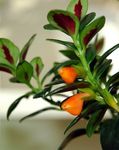  Hypocyrta, Goldfish Plant Flower orange Photo, description and cultivation, growing and characteristics