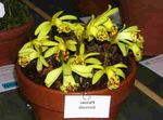 Toataimed India Krookus Lill rohttaim, Pleione kollane Foto, kirjeldus ja kultiveerimine, kasvav ja omadused
