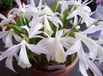 Toataimed India Krookus Lill rohttaim, Pleione valge Foto, kirjeldus ja kultiveerimine, kasvav ja omadused