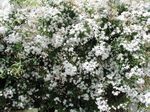 Plantas de Interior Jasmine Flor cipó, Jasminum branco foto, descrição e cultivo, crescente e características