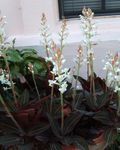 Topfpflanzen Juwel Orchidee Blume grasig, Ludisia weiß Foto, Beschreibung und Anbau, wächst und Merkmale