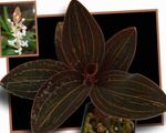 inni plöntur Gimsteinn Orchid Blóm herbaceous planta, Ludisia hvítur mynd, lýsing og ræktun, vaxandi og einkenni