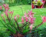 Sobne Rastline Kenguru Paw Cvet travnate, Anigozanthos flavidus roza fotografija, opis in gojenje, rast in značilnosti