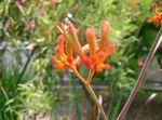 Sobne Rastline Kenguru Paw Cvet travnate, Anigozanthos flavidus oranžna fotografija, opis in gojenje, rast in značilnosti