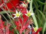 vermelho Planta Herbácea Kangaroo Paw características e foto