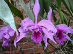 lilac Herbaceous Plant Laelia characteristics and Photo