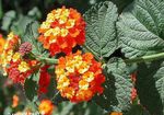 Indendørs Planter Lantana Blomst busk appelsin Foto, beskrivelse og dyrkning, voksende og egenskaber