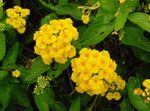 des plantes en pot Lantana Fleur des arbustes jaune Photo, la description et la culture du sol, un cultivation et les caractéristiques