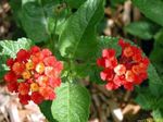 Szobanövények Lantana Virág cserje piros fénykép, leírás és termesztés, növekvő és jellemzők