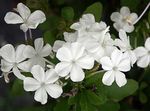 Sobne Rastline Leadworts Cvet grmi, Plumbago bela fotografija, opis in gojenje, rast in značilnosti