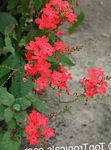 Plantas de Interior Leadworts Flor arbusto, Plumbago vermelho foto, descrição e cultivo, crescente e características