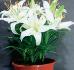 Комнатные Растения Лилия Цветок травянистые, Lilium белый Фото, описание и выращивание, выращивание и характеристика
