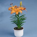 Комнатные Растения Лилия Цветок травянистые, Lilium оранжевый Фото, описание и выращивание, выращивание и характеристика