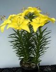 ყვითელი ბალახოვანი მცენარე Lilium მახასიათებლები და სურათი
