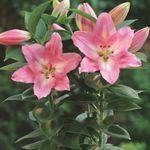 pink Herbaceous Plant Lilium characteristics and Photo