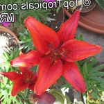Pokojové Rostliny Lilium Květina bylinné červená fotografie, popis a kultivace, pěstování a charakteristiky