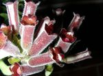 claret  Lipstick plant,  characteristics and Photo