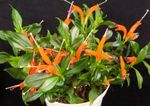 laranja Planta Herbácea Lipstick Plant,  características e foto