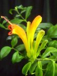 Vnútorné Rastliny Rúž Rastlín,  Kvetina trávovitý, Aeschynanthus žltá fotografie, popis a pestovanie, pestovanie a vlastnosti