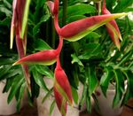 Toataimed Homaar Küünis,  Lill rohttaim, Heliconia punane Foto, kirjeldus ja kultiveerimine, kasvav ja omadused