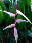 roze Kruidachtige Plant Kreeft Klauw,  karakteristieken en foto