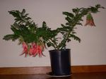 Māja Augi Omāru Spīles, Papagailis Knābis Zieds zālaugu augs, Clianthus sarkans Foto, apraksts un audzēšana, augošs un raksturlielumi