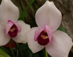 roz Planta Erbacee Lycaste caracteristici și fotografie