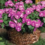 Indoor Plants Madagascar Periwinkle, Vinca Flower shrub, Catharanthus pink Photo, description and cultivation, growing and characteristics