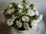 bílá Ampelnye Magie Květina, Matice Orchidej charakteristiky a fotografie