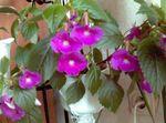 Indoor Plants Magic Flower, Nut Orchid hanging plant, Achimenes lilac Photo, description and cultivation, growing and characteristics