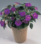 Indoor Plants Magic Flower, Nut Orchid hanging plant, Achimenes purple Photo, description and cultivation, growing and characteristics