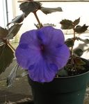 tumši zils Karājas Augs Burvju Ziedu, Riekstu Orhideja raksturlielumi un Foto