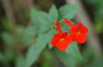vermelho Pendurado Planta Magic Flower, Nut Orchid características e foto