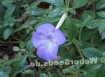 luz azul Pendurado Planta Magic Flower, Nut Orchid características e foto