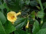amarelo Pendurado Planta Magic Flower, Nut Orchid características e foto