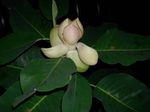 Интериорни растения Магнолия Цвете дървета, Magnolia бял снимка, описание и отглеждане, култивиране и характеристики
