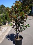 室内植物 玉兰 花 树, Magnolia 白 照, 描述 和 养殖, 成长 和 特点