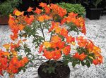 Marmelada Bush, Oranžna Browallia, Firebush