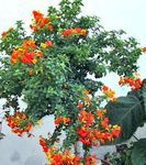 室内植物 果酱灌木，橙色Browallia，火布什 花 树, Streptosolen 橙 照, 描述 和 养殖, 成长 和 特点