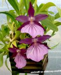 purple Herbaceous Plant Miltonia characteristics and Photo