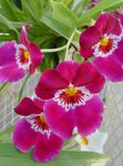 室内植物 Miltonia 花 草本植物 粉红色 照, 描述 和 养殖, 成长 和 特点