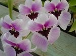 Szobanövények Miltonia Virág lágyszárú növény halványlila fénykép, leírás és termesztés, növekvő és jellemzők