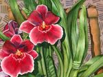 Интериорни растения Miltonia Цвете тревисто червен снимка, описание и отглеждане, култивиране и характеристики