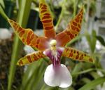Sobne Rastline Miltonia Cvet travnate oranžna fotografija, opis in gojenje, rast in značilnosti