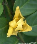 yellow  Mitrephora characteristics and Photo